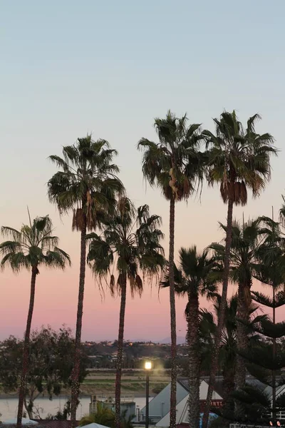 Verticale opname van prachtige palmbomen genomen in San Diego dierentuin — Stockfoto