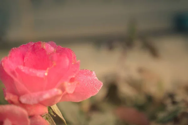 Närbild selektiv fokus skott av en rosa blommig ros — Stockfoto