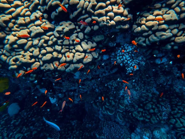 Alto ángulo de tiro de peces pequeños nadando alrededor de hermosos corales en el fondo del mar —  Fotos de Stock