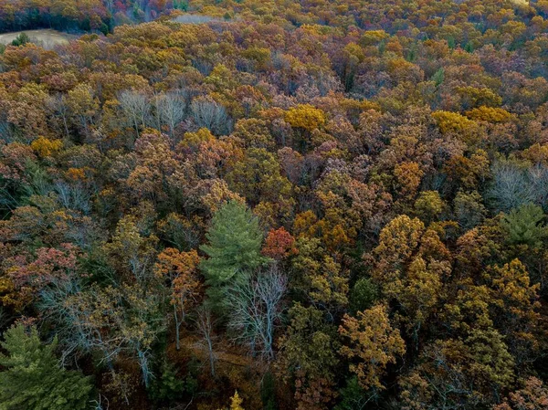 Una Toma Aérea Bosque Con Árboles Hojas Marrones Verdes —  Fotos de Stock