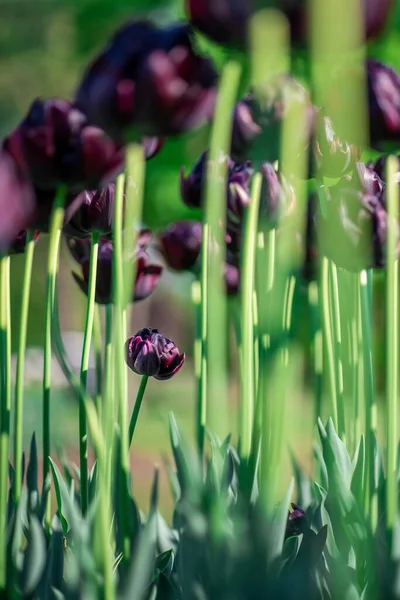 Verticale shot van prachtige hoge paarse tulpen groeien in een tuin op een zonnige dag — Stockfoto