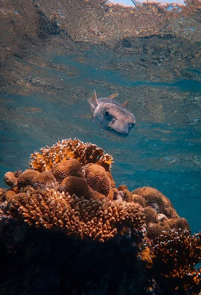 海の下で泳ぐサンゴと魚の垂直ショット — ストック写真