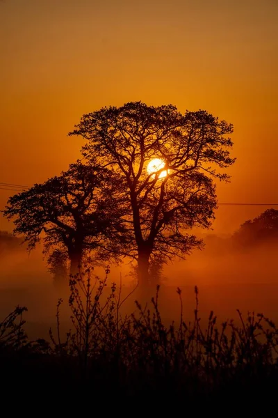 Tiro vertical de algumas árvores bonitas e o pôr do sol no fundo — Fotografia de Stock