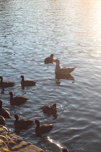 Eine Vertikale Aufnahme Einiger Enten Die Einem See Schwimmen — Stockfoto