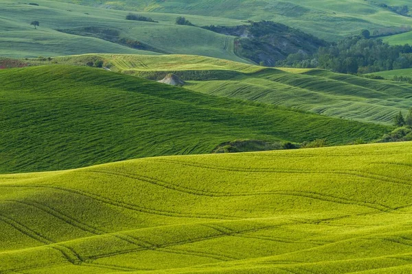 Dech beroucí záběr polí na kopcích, které mají různé odstíny zelené — Stock fotografie