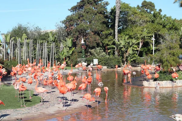 Piękne Flamingi Jeziorze Zoo San Diego — Zdjęcie stockowe