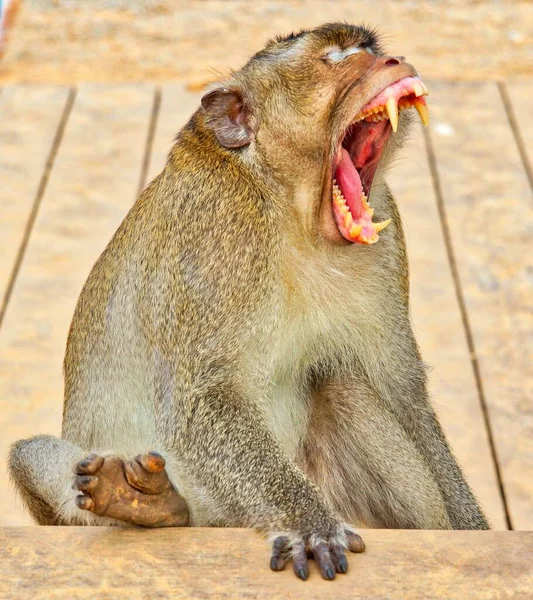 Siem Pastes Cambodia Nov 2017 Closeup Shot Monkey Yawning Angkor — 스톡 사진