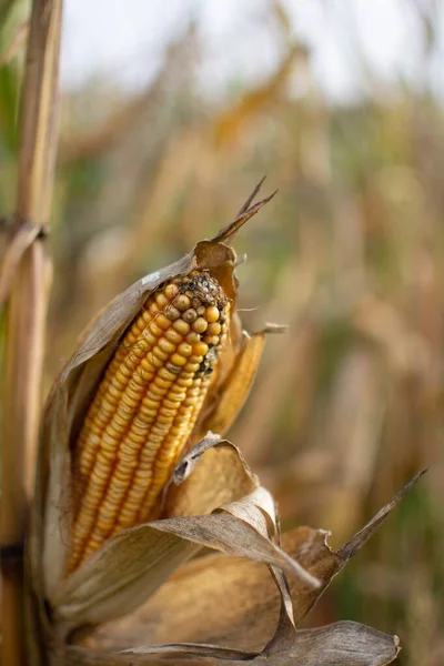 Mısır tarlasının bulanık arka planına sahip bir mısırın dikey seçmeli odak çekimi — Stok fotoğraf