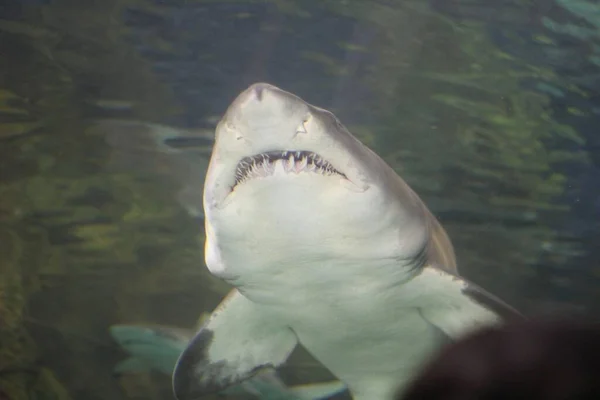 San Diego Hayvanat Bahçesindeki Akvaryumda Bir Köpekbalığı — Stok fotoğraf