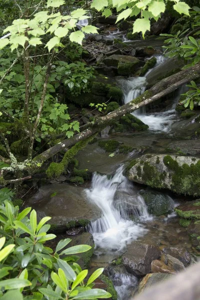 Colpo verticale di una bella cascata nel bosco circondata da piante verdi — Foto Stock