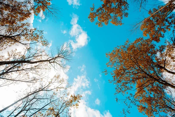 Laaghoekige opname van geelbladige bomen met een blauwe bewolkte lucht op de achtergrond — Stockfoto