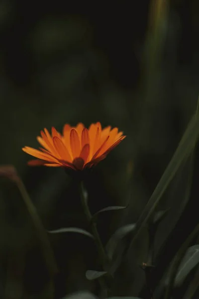 Tiro seletivo vertical de uma flor de laranja com fundo verde escuro — Fotografia de Stock