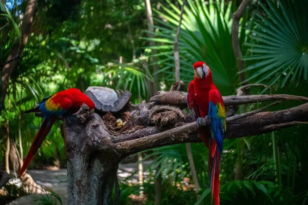 Schöne rote Papageien, die auf einem Ast mitten im Wald sitzen — Stockfoto