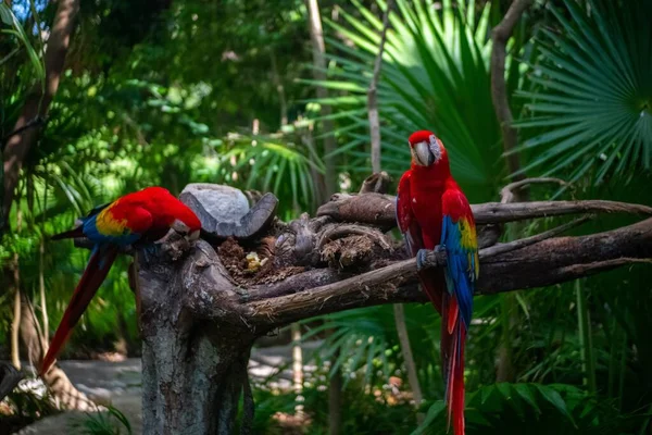 Hermosos loros rojos sentados en una rama de árbol en medio de un bosque —  Fotos de Stock