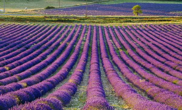 Bel colpo di un campo pieno di piante viola in campagna — Foto Stock