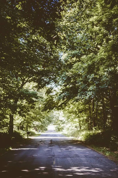 Вертикальный снимок пустой тропы посреди леса с зелеными листовыми деревьями днем — стоковое фото