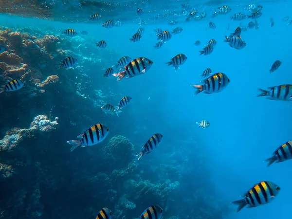 Gros plan de beaux poissons et coraux sous la mer — Photo