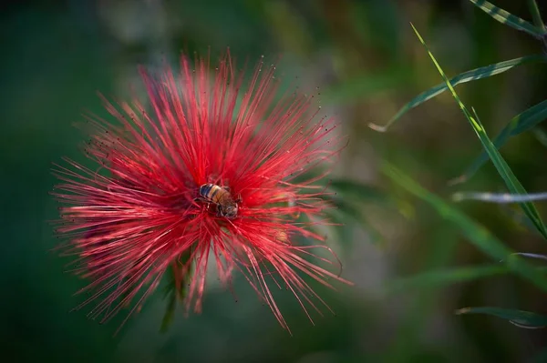 Detailní Záběr Včely Krásné Červené Rostlině — Stock fotografie
