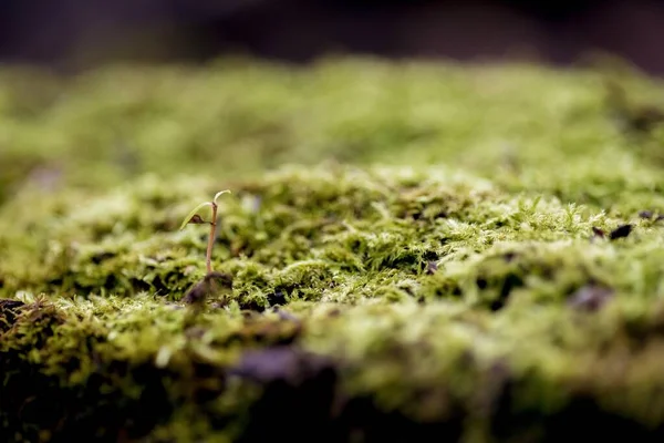 Primer plano de una planta que crece en un suelo musgoso con un fondo borroso —  Fotos de Stock