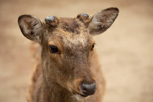 Een Close Schot Van Het Hoofd Van Een Witstaarthert — Stockfoto