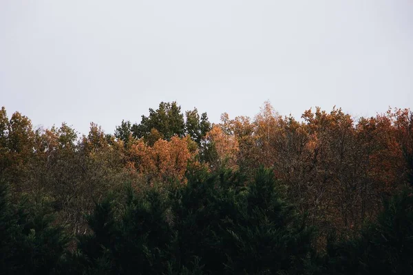 Vista Hipnotizante Das Árvores Contra Céu Nublado Outono — Fotografia de Stock