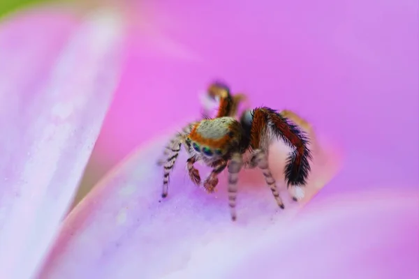 Skaczący Pająk Liściu Purpurowego Kwiatu — Zdjęcie stockowe