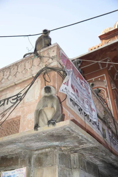 Jaipur India Jan 2017 Monos Vacas Los Animales Urbanos Toda — Foto de Stock