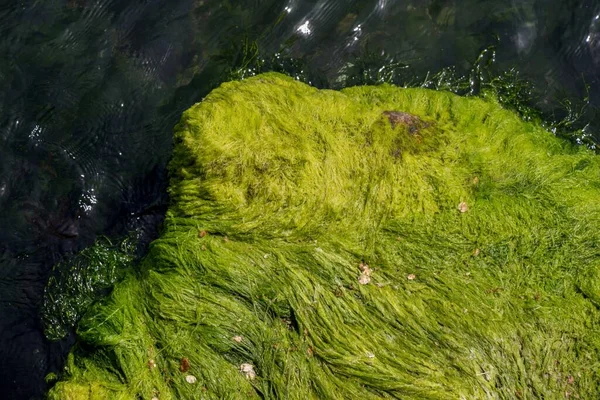 Eine Hochauflösende Aufnahme Einer Leuchtend Grünen Moosbildung Wasser — Stockfoto