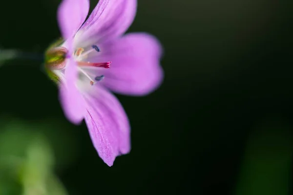 Tiro Close Uma Bela Flor Gerânio Robertianum — Fotografia de Stock