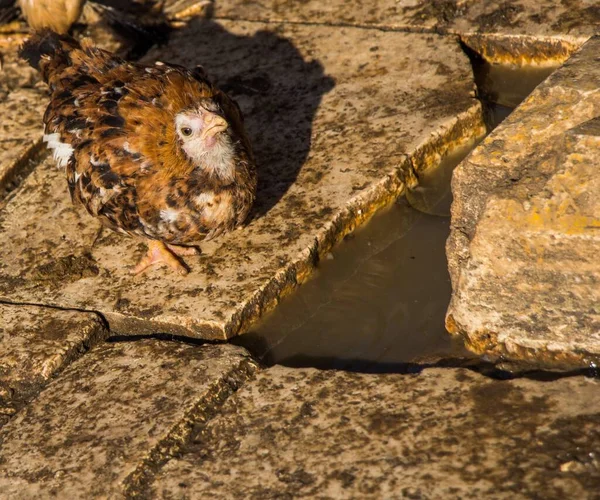 晴れた日に撮影された水で満たされた場所によって地面に座っている鳥の景色 — ストック写真