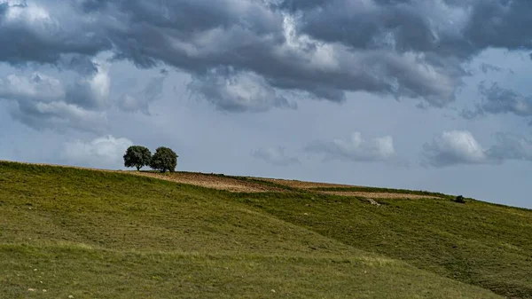 Bela Vista Das Árvores Nos Campos Dia Nublado — Fotografia de Stock