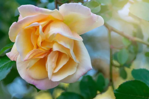 Вибірковий Фокус Зображення Білої Квітки Троянди Флорибунда Під Сонячним Світлом — стокове фото