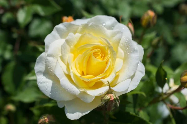 Primer Plano Una Hermosa Rosa Amarilla Arbusto Borroso — Foto de Stock