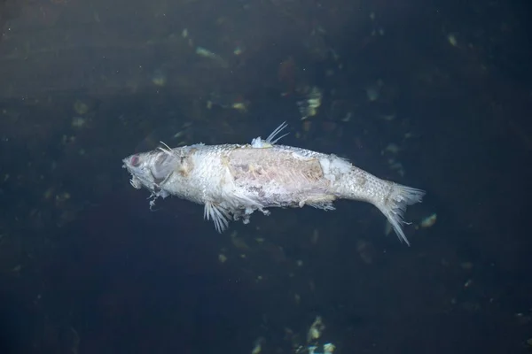 Eine Nahaufnahme Eines Schwimmenden Toten Silberfisches — Stockfoto