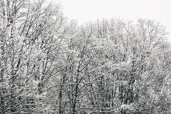 Low Angle Shot Tree Branches Completely Covered Snow — Stock Photo, Image