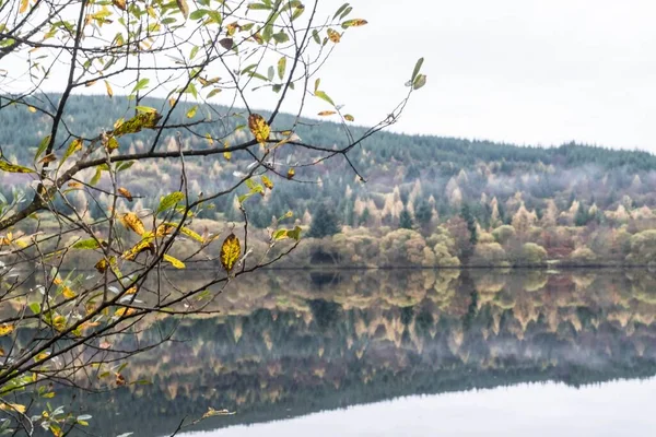 Closeup Shot Thin Branches Leaves Tree Blurry Lake Forest Background — Stock Photo, Image