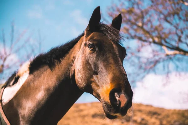 Heureux Cheval Attendant Sur Nourriture — Photo