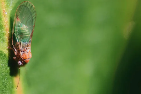 Een Close Shot Van Het Insect Een Natuurlijke Omgeving — Stockfoto