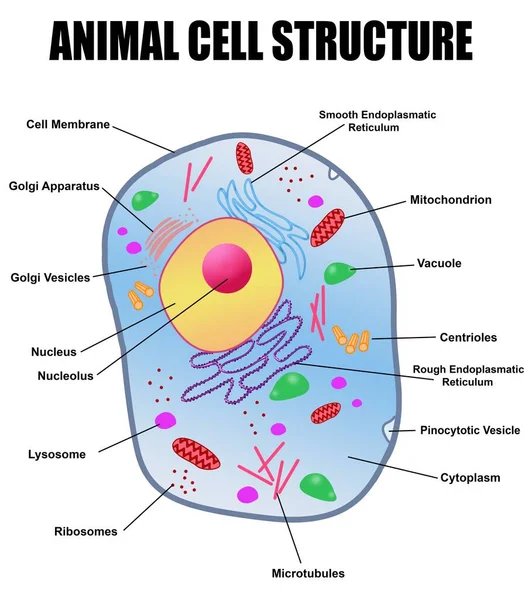 Иллюстрация Структуры Клеток Животных Именами Выделенными Белом Фоне — стоковое фото