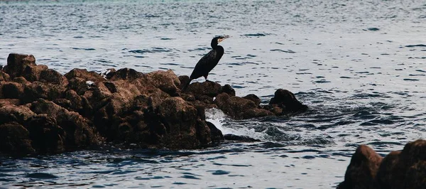 Огромная Черная Водоплавающая Птица Скалах Берегу Моря — стоковое фото