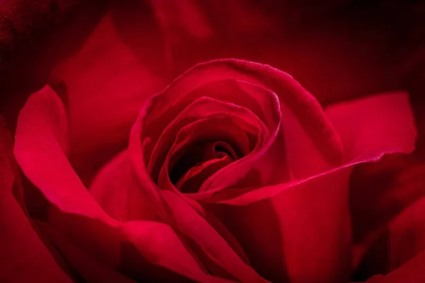 一朵华丽的红玫瑰拍出的高角特写 — 图库照片
