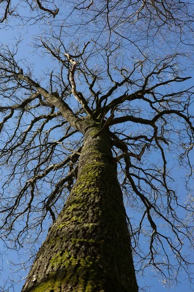 Tiro Vertical Baixo Ângulo Tronco Árvore Coberto Musgo Sob Céu — Fotografia de Stock