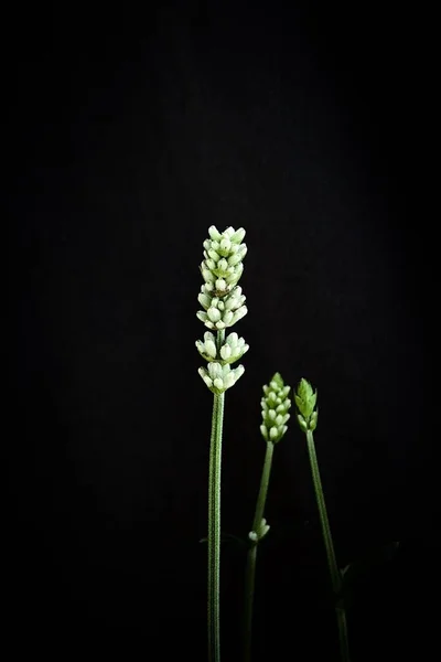 黒の背景に孤立した白いラベンダーの花の垂直クローズアップショット — ストック写真