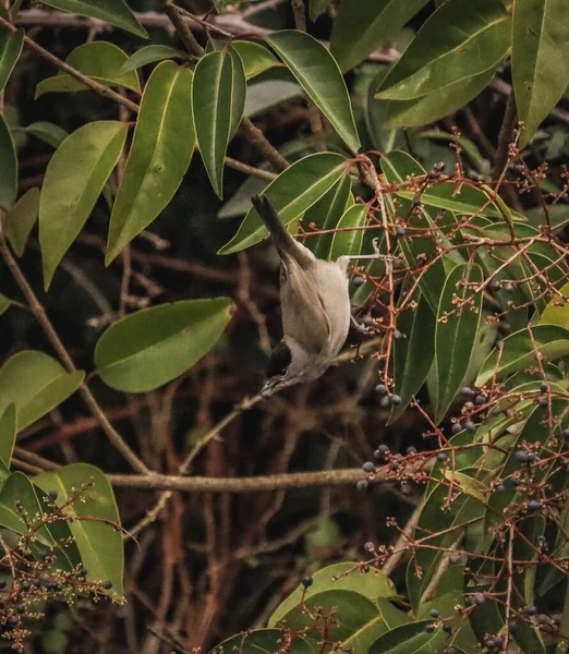 一只小鸟栖息在树枝上 嘴里衔着一个浆果 — 图库照片