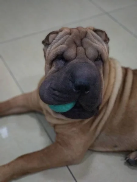 Vertical Shot Shar Pei Dog Ball His Mouth — Stock Photo, Image