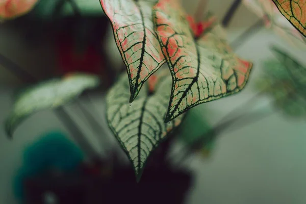 Ένα Φυτό Φρέσκα Πράσινα Φύλλα Φόντο — Φωτογραφία Αρχείου