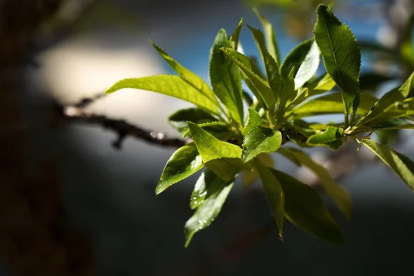 Zbliżenie Ujęcie Gałęzi Drzewa Zielonymi Liśćmi — Zdjęcie stockowe