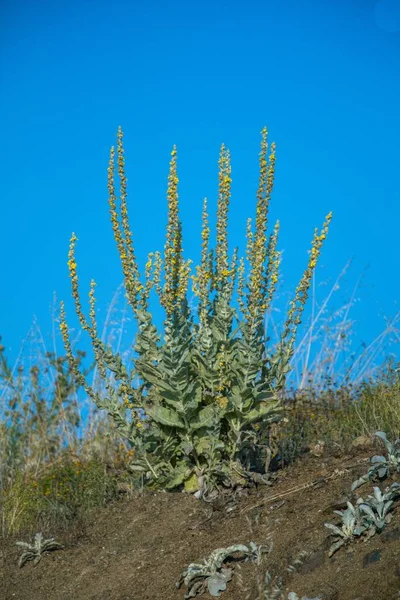 Eine Flache Aufnahme Einer Pflanze Mit Gelben Blüten Tag Gegen — Stockfoto