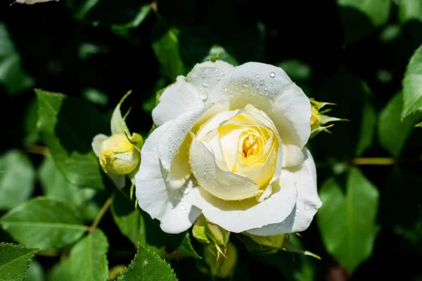 Selective Focus Shot White Rose Its Buds Garden Captured Sunny — Stock Photo, Image