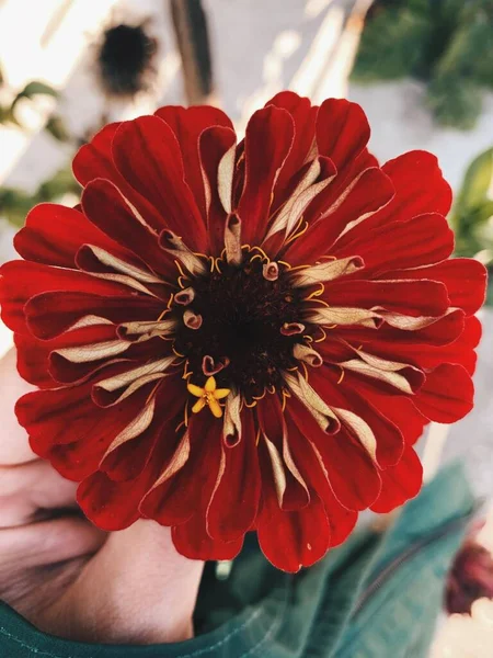 Egy Függőleges Közelkép Egy Vörös Dália Virágról Napfény Alatt — Stock Fotó